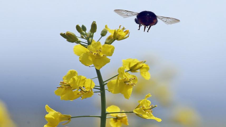 bee-3.jpg