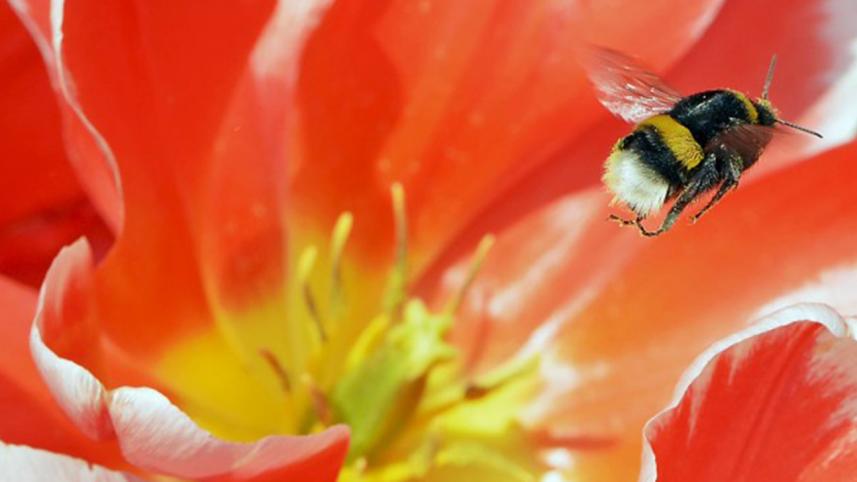 bee-wb.jpg