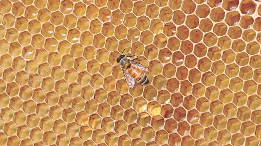 bees earns 10.jpg