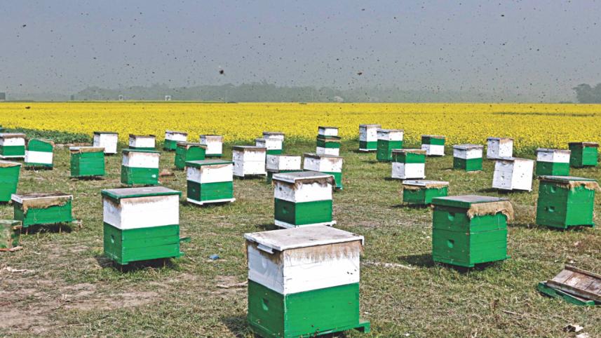 bees earns 2.jpg