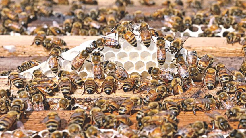 bees earns 5.jpg