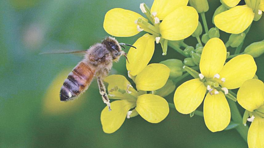 bees earns 6.jpg