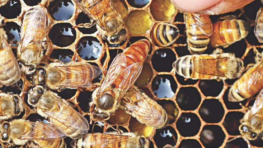 bees earns 8.jpg