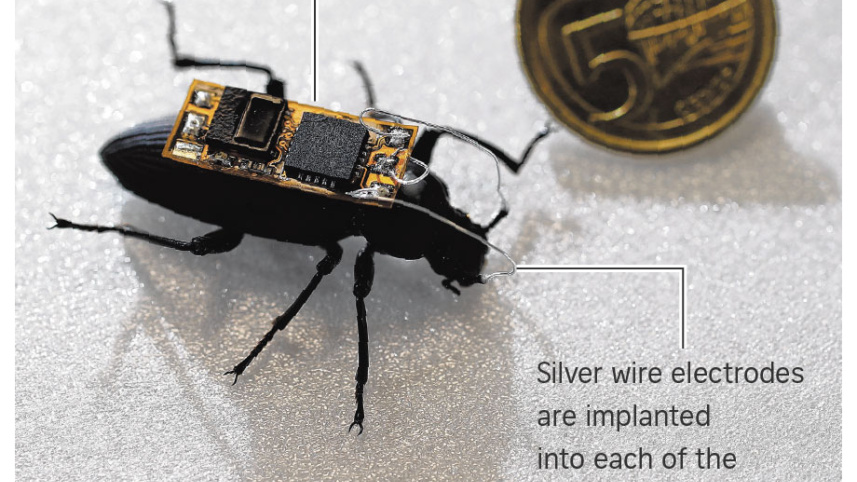 beetle cyborg
