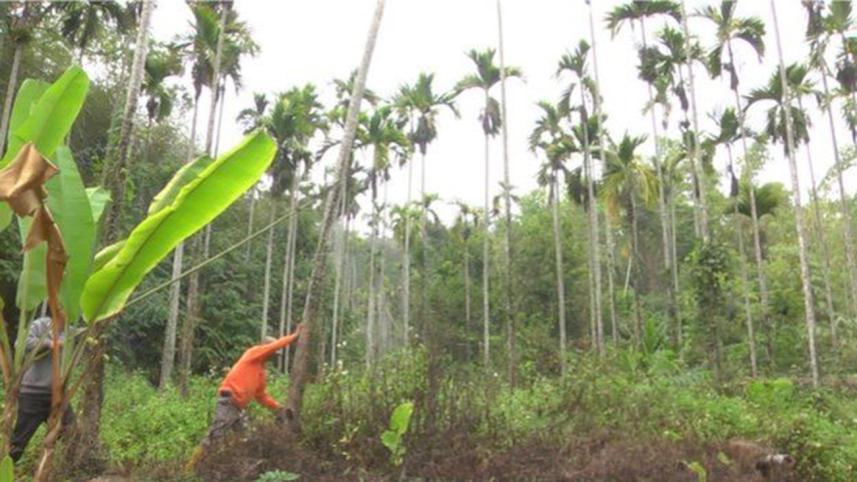 betel nut palms