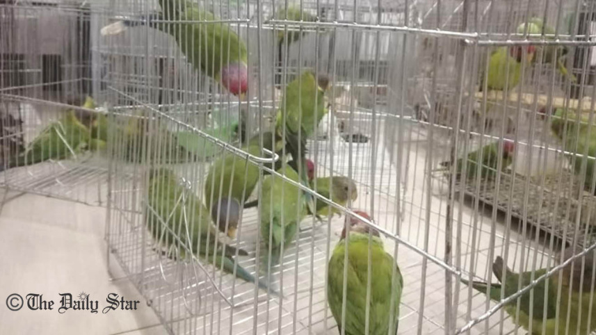 bird-web2.jpg