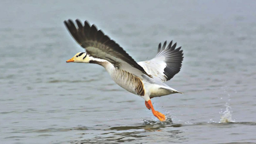 bird6.jpg