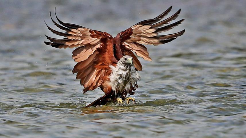 bird_10.jpg