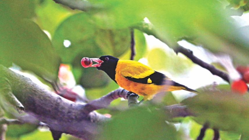 bird_11.jpg