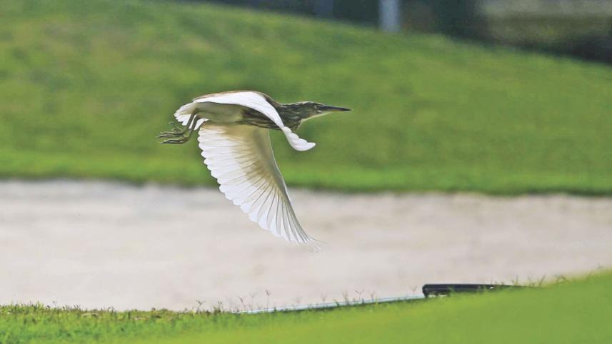 bird_3.jpg