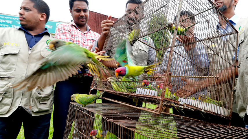 birds-rescued-2.png