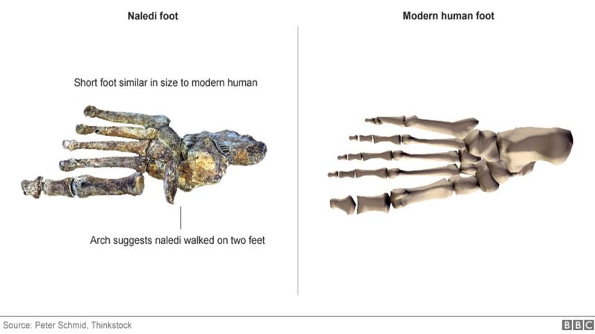 bones 3.jpg