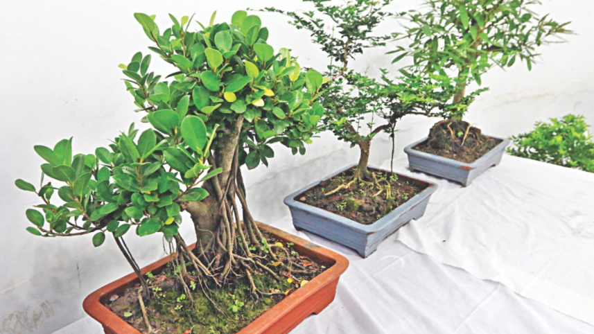 bonsai_2.jpg