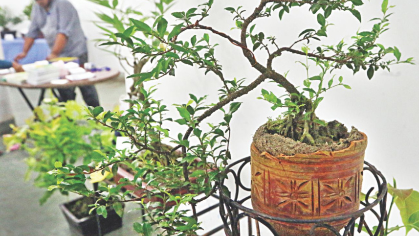 bonsai_5.jpg