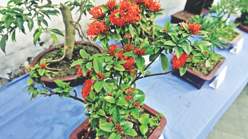bonsai_6.jpg