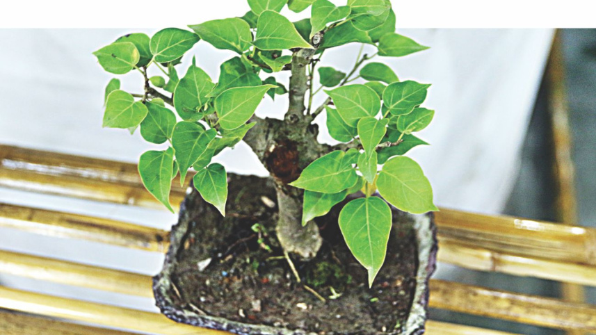 bonsai_9.jpg
