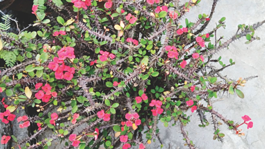 boshonto_eshe_gechey.3.jpg