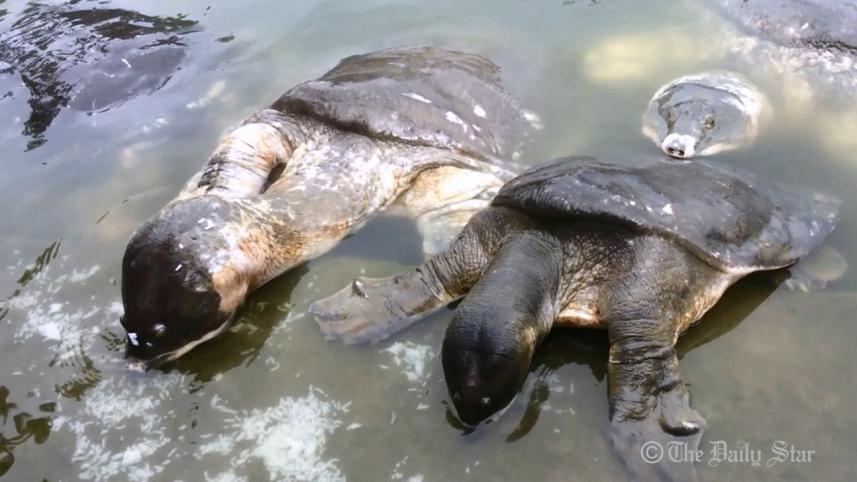 Bostami-turtles-2.jpg