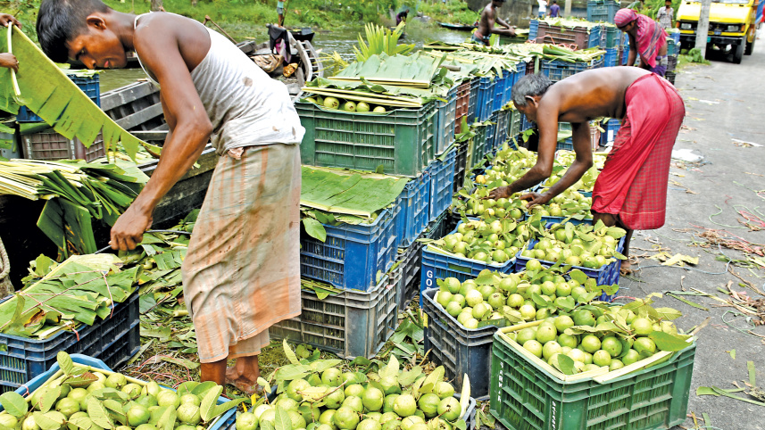 bounty-of-guava1.jpg
