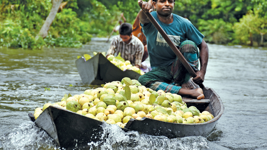 bounty-of-guava2.jpg