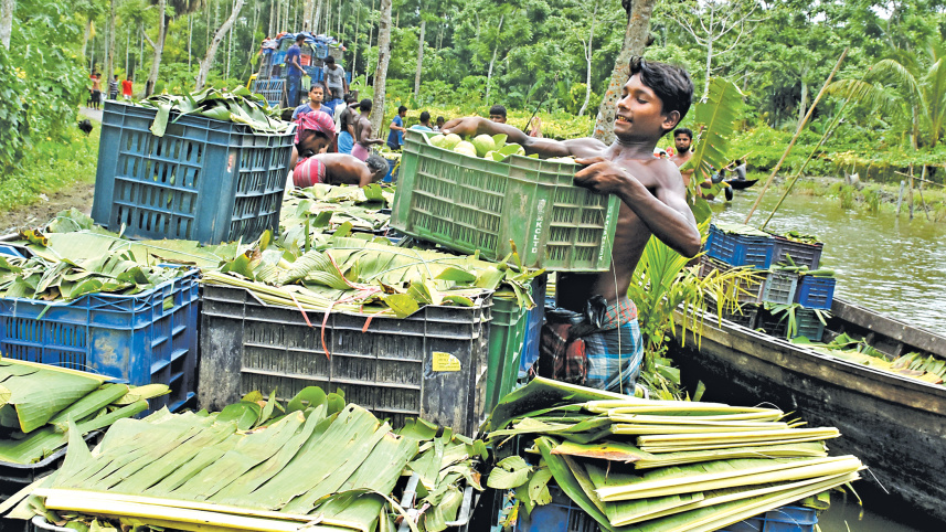 bounty-of-guava4.jpg
