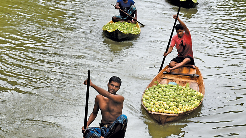 bounty-of-guava6.jpg
