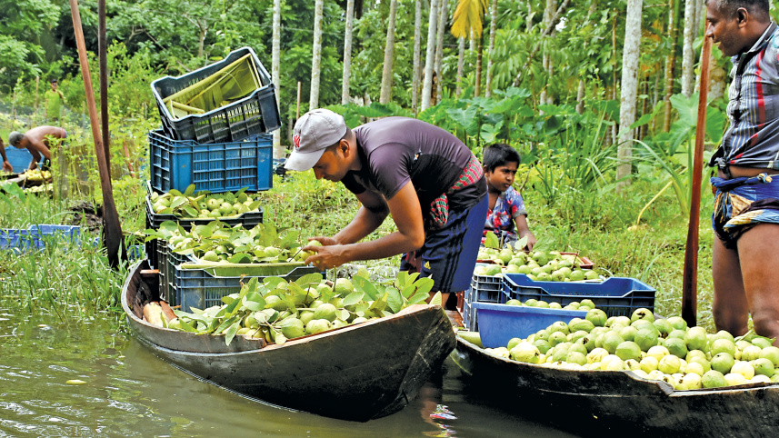bounty-of-guava7.jpg