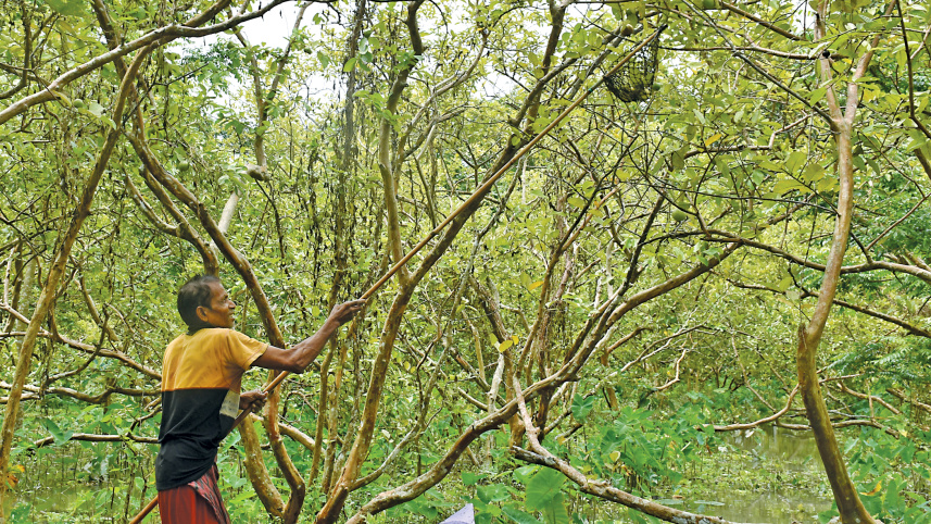 bounty-of-guava8.jpg