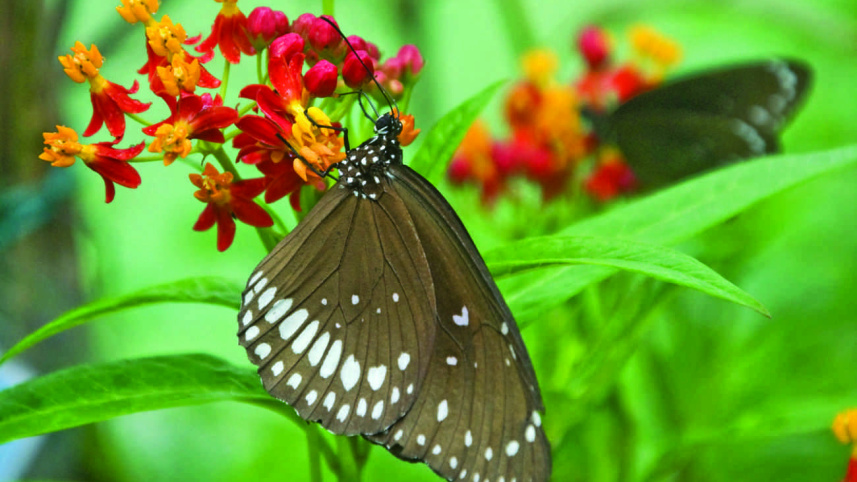 Butterfly2.jpg