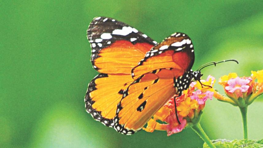 butterfly2_0.jpg