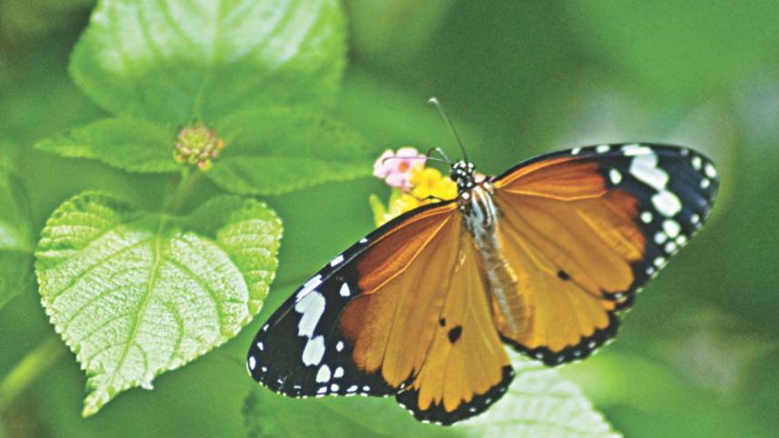 butterfly4_0.jpg
