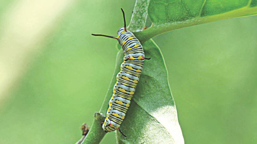 butterfly 3.jpg