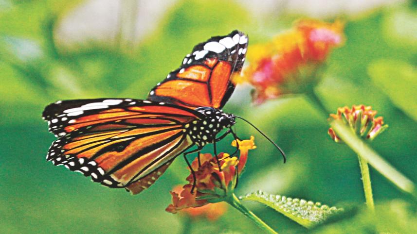 butterfly 4.jpg