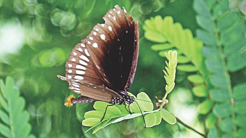 butterfly 7.jpg