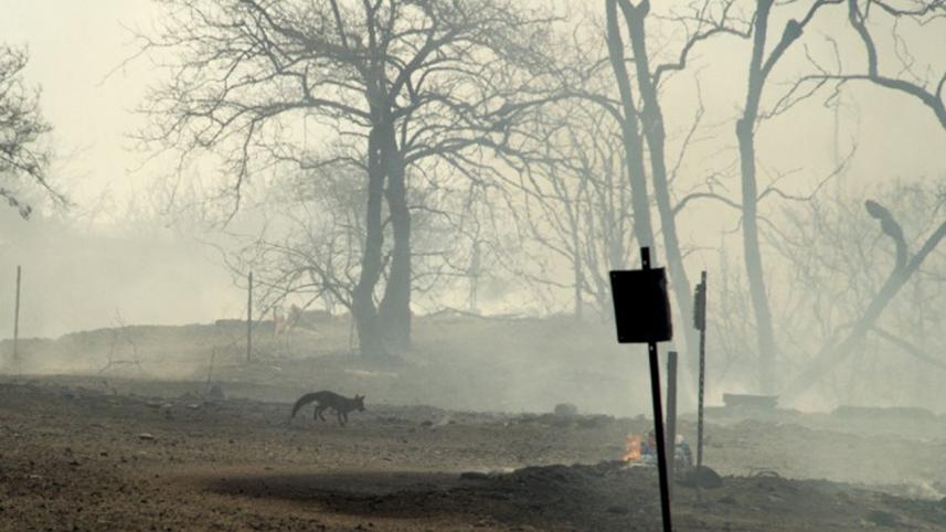 Southern California,wildfire,Los Angeles,Las Vegas,80,000 residents,flee,Blue Cut Fire,mountainous Cajon Pass