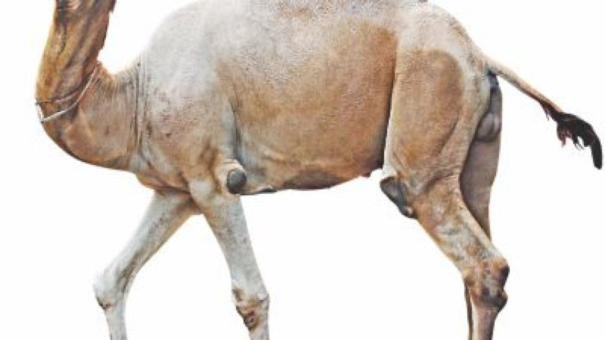 camel.jpg