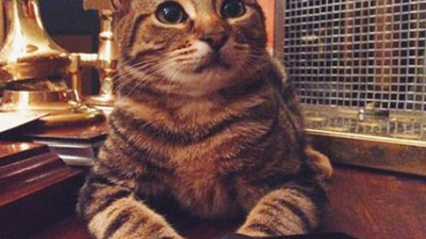 cat 4.JPG