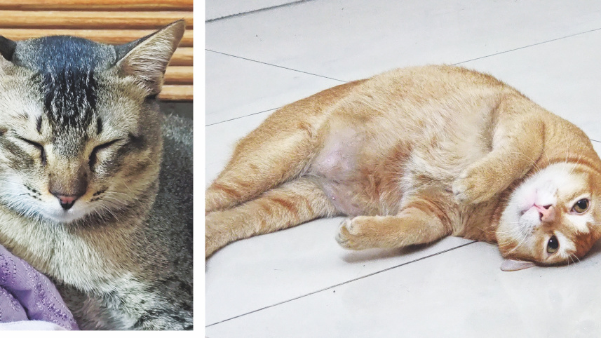 cat_7.jpg