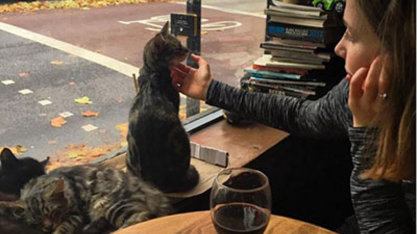 cat 8.JPG