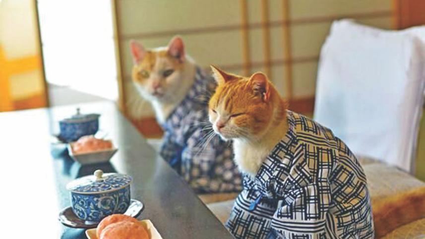 cats