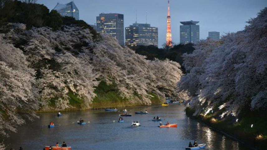 cherry-blossoms.jpg