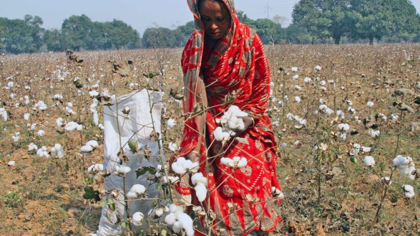 Cotton 2.JPG
