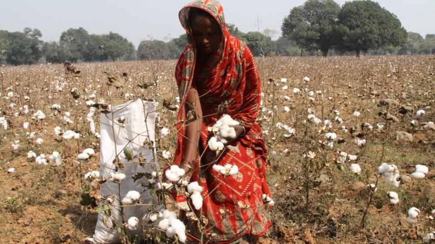 cotton 2.jpg