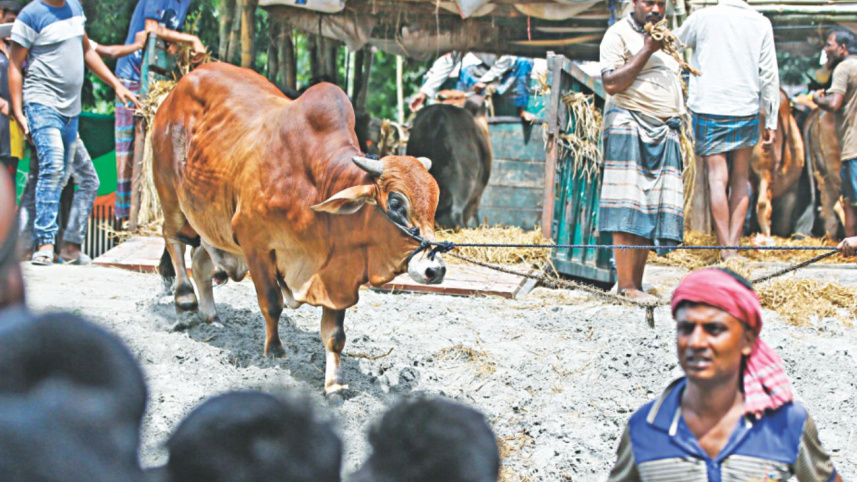 cow2_1.jpg