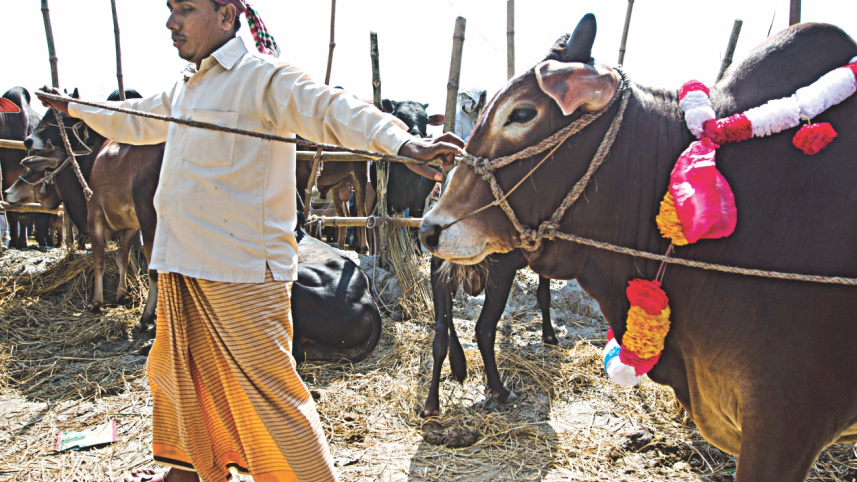 cow2_2.jpg
