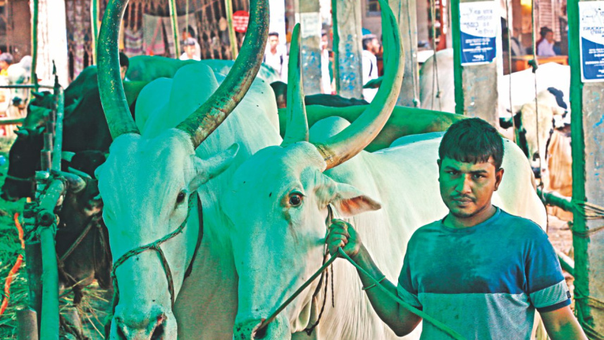 cow4_0.jpg