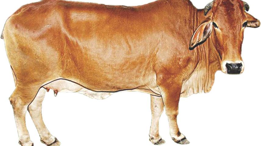 cow_0.jpg
