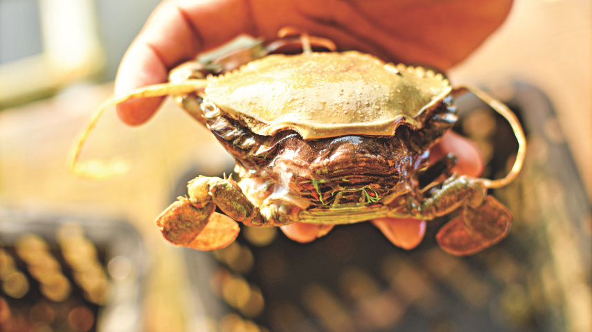 crabs_3.jpg