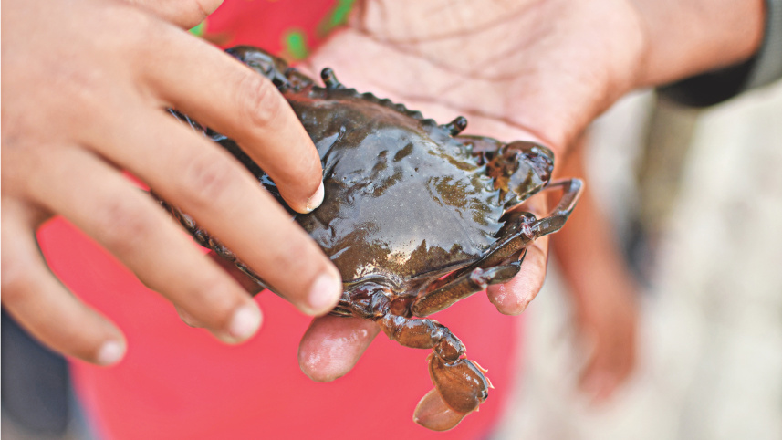 crabs_4.jpg