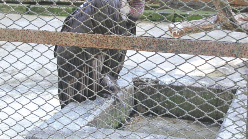 death_camps_for_wildlife5.jpg